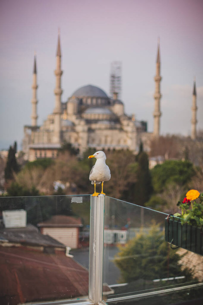 View of Blue Mosque in Istanbul, Turkey - Photo, Image