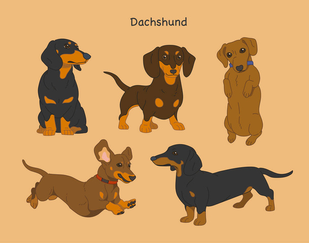 Various poses of dachshunds. hand drawn style vector design illustrations. - Vektor, obrázek