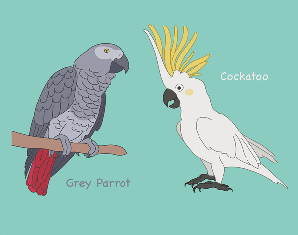 ein Graupapagei und ein Kakadu-Papagei in einer realistischen Darstellung. handgezeichnete Stil Vektor Design Illustrationen. - Vektor, Bild
