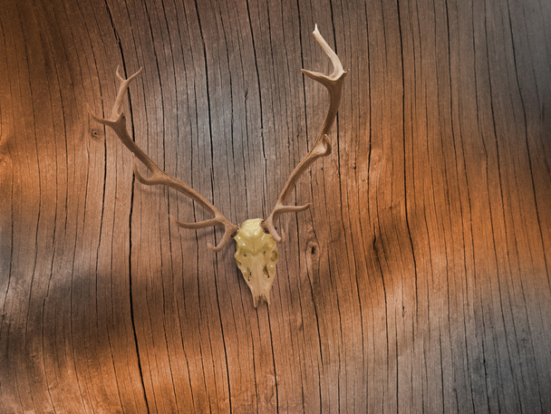 Cráneo de ciervo en corteza desnuda de árbol
 - Foto, Imagen