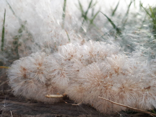Κοντινό πλάνο σπόρων λεύκας στο γρασίδι - Φωτογραφία, εικόνα
