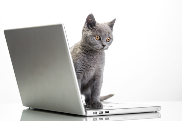 a kitten and a laptop - Фото, изображение