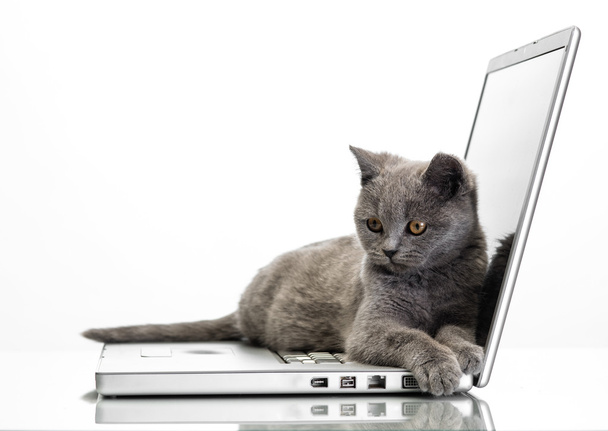 a kitten and a laptop - 写真・画像