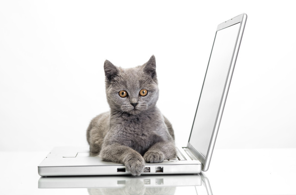 a kitten and a laptop - Φωτογραφία, εικόνα