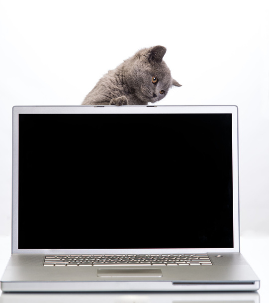 a kitten and a laptop - Foto, afbeelding