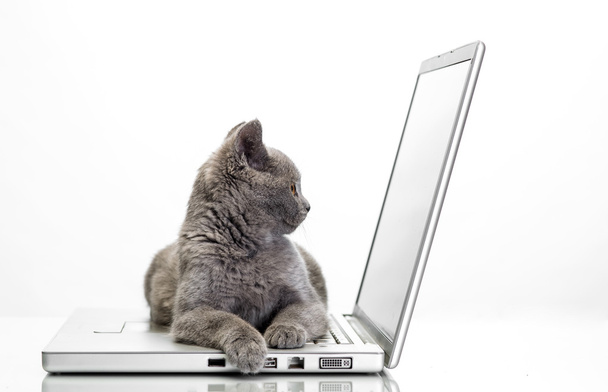 a kitten and a laptop - Fotó, kép