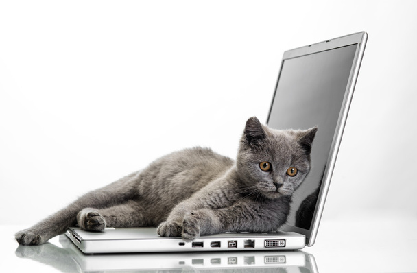 a kitten and a laptop - Foto, Imagem