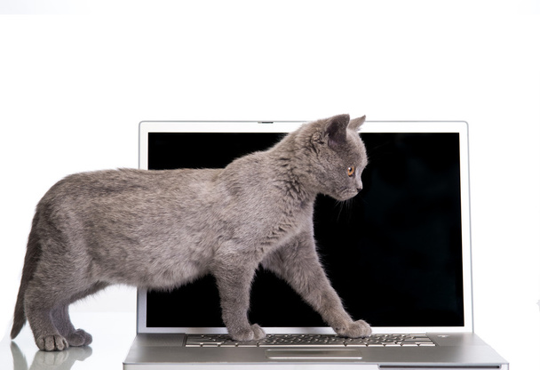  kitten and a laptop - Фото, изображение