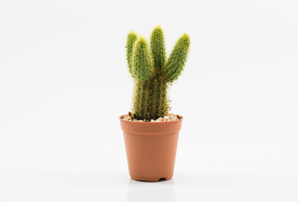 elkülönítési kaktusz - Fotó, kép