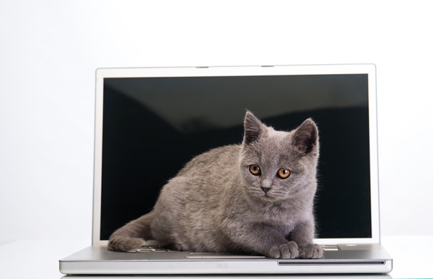  kitten and a laptop - Φωτογραφία, εικόνα