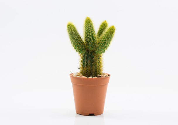elkülönítési kaktusz - Fotó, kép