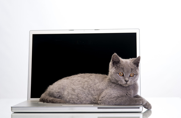  kitten and a laptop - Valokuva, kuva