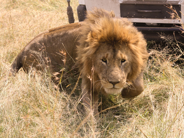 λιοντάρι στην Κένυα - Φωτογραφία, εικόνα