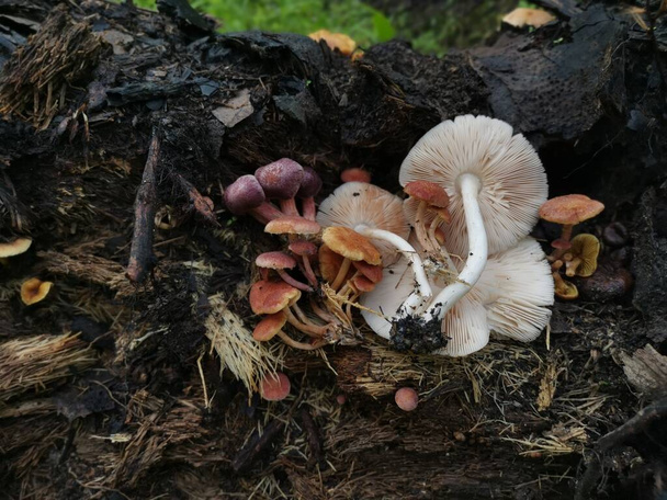 varietà di specie di ginnastica funghi sul tronco morto. - Foto, immagini