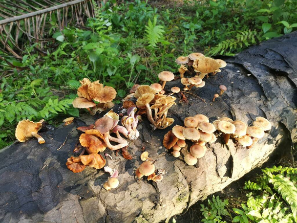 varietà di specie di ginnastica funghi sul tronco morto. - Foto, immagini