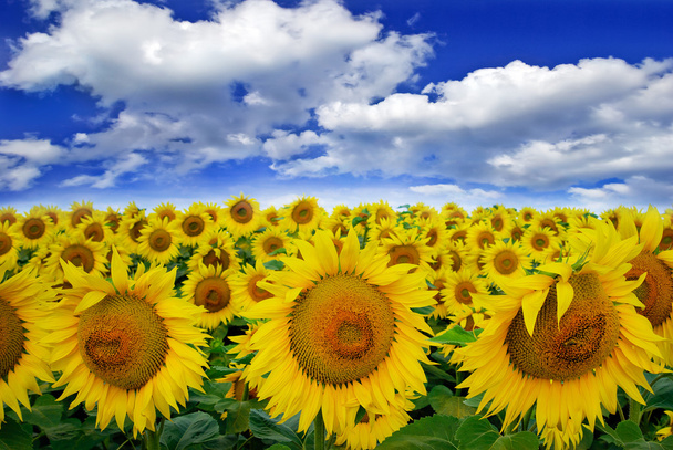 kwitnący pole słoneczników na tle niebieskiego nieba - Zdjęcie, obraz