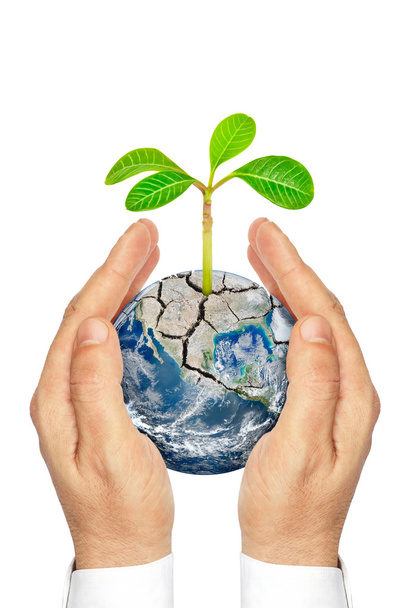 Hands holding planet earth with plants isolated on white background - Photo, Image