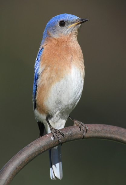 Uccello azzurro orientale
 - Foto, immagini