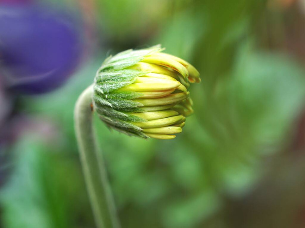 バッドデイジーの花水滴と緑の背景、マクロ画像、ソフトフォーカス、カードデザインのための甘い色を持つ庭のTransvaal Gerbera蕾の花の植物 - 写真・画像