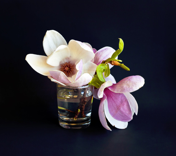 Magnolia flowers in vase - Фото, зображення