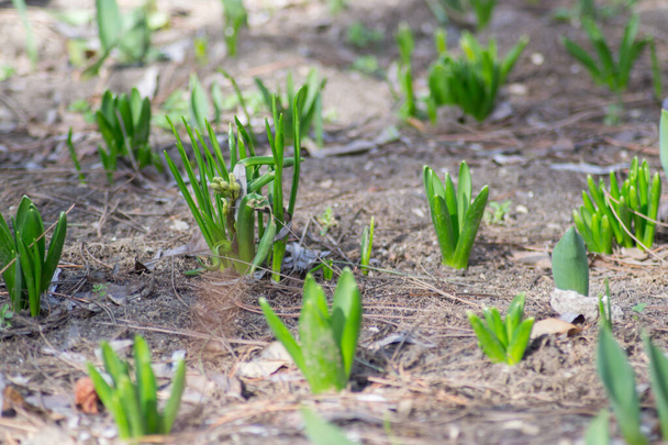 Hyacinth a jiné květy vyraší v řadě v zahradě, svazek stonků rostlin, první jarní květiny, půda - Fotografie, Obrázek