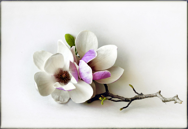 Magnolia flowers - Фото, изображение