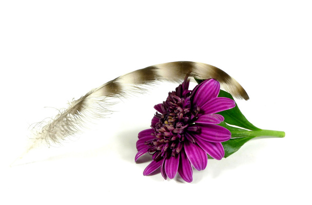 Toll-virág - Fotó, kép