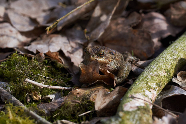 Common toad sitting between leafs and branches in forest floor in spring in Denmark                                - Photo, Image