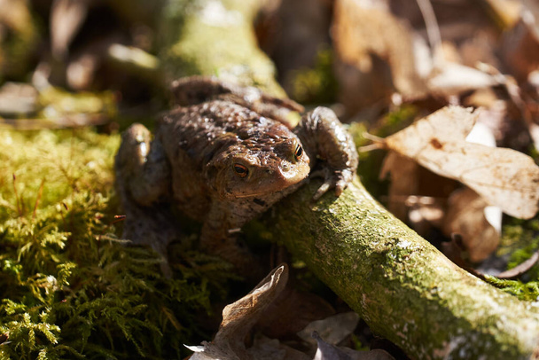 Danimarka 'da ilkbaharda orman zemininde yapraklar ve dallar arasında oturan sıradan bir kurbağa.                                - Fotoğraf, Görsel