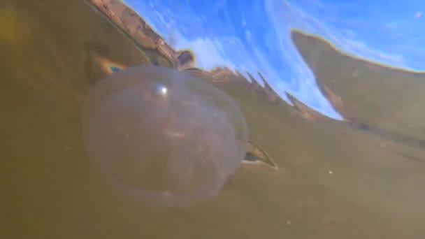 Jellyfish swims in clear and transparent water of sea near coast - Footage, Video