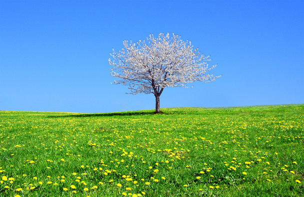 Blooming tree on a beautiful green meadow - Photo, Image