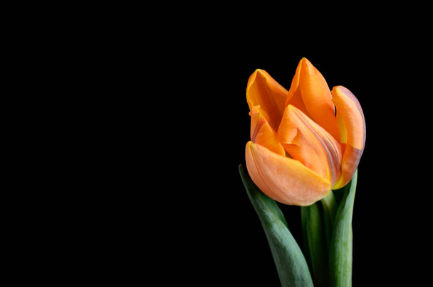 piękny kwiat tulipan na ciemnym tle, koncepcja wiosna, widok z bliska   - Zdjęcie, obraz
