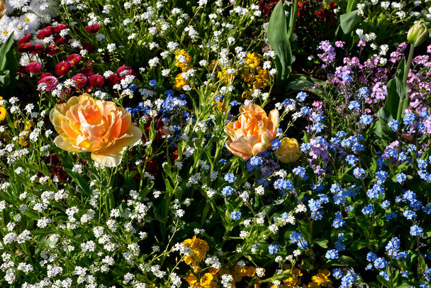 Λουλούδι κρεβάτι με τουλίπες, μπλε forget-me-not και πορτοκαλί τουλίπες - Φωτογραφία, εικόνα