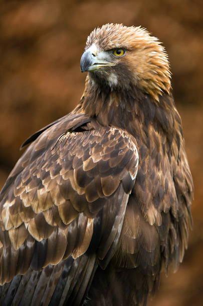 Golden Eagle (aquila chrysaetos) - Photo, Image