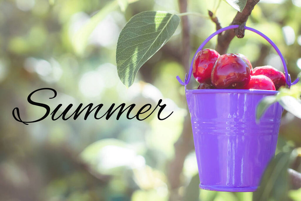 Fresh sweet cherry. Harvest ripe red cherries in orchard. Closeup picked berry in purple bucket. Summertime green background. Summer or prosperity riches concept. Abundance of nature - Photo, Image