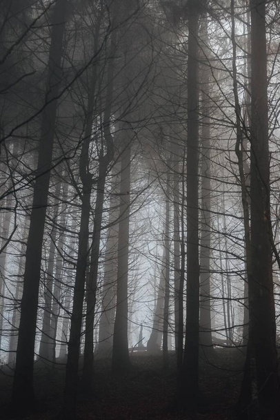 カルパチア山脈の神秘的な森 - 写真・画像
