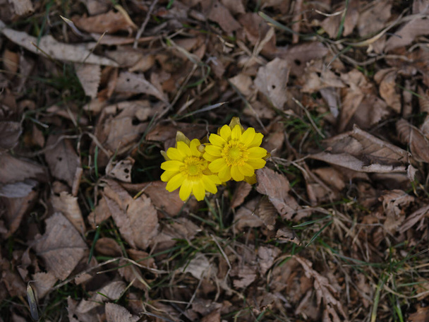 amur adonis keväällä hokkaido
 - Valokuva, kuva