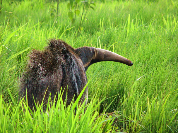 άγρια γίγαντας anteater (yurumi), δει στην άγρια φύση κοντά παλαμίδας, braz - Φωτογραφία, εικόνα