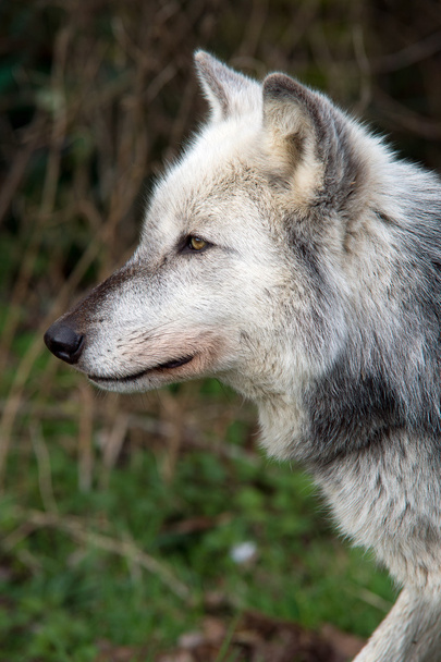 Grey Wolf (canis lupus) - Photo, Image