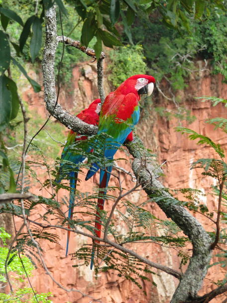 Buraco das Araras görülen vahşi kırmızı papağan güzel çift ( - Fotoğraf, Görsel