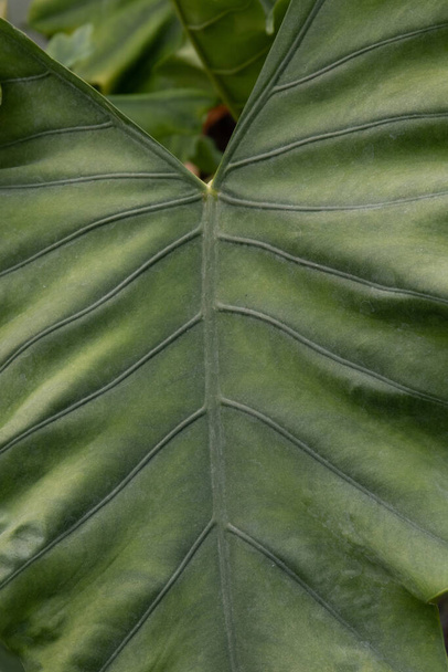 Close up Texture and Pattern of Green Leaf - Photo, Image