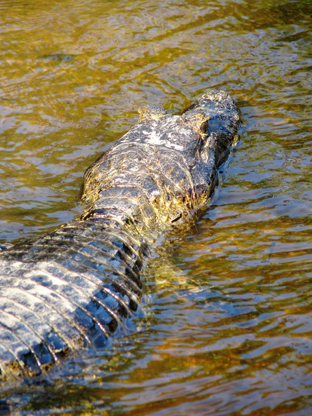 Дикий якаре, крокодил, кайман в реке Пантанал, Бразилия
 - Фото, изображение
