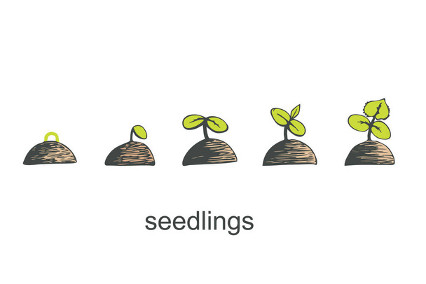 Phases of germination of a cucumber seedling on a white isolated background. Vector illustration. - Vector, Image