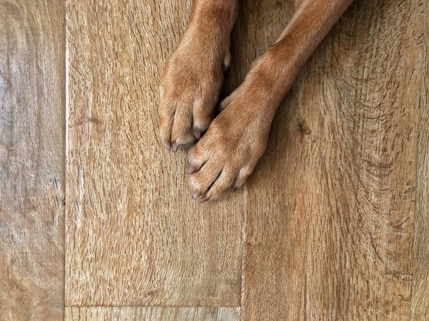 Olhando para baixo de cima para as pernas e patas de um cão de estimação descansando em um chão de madeira - Foto, Imagem