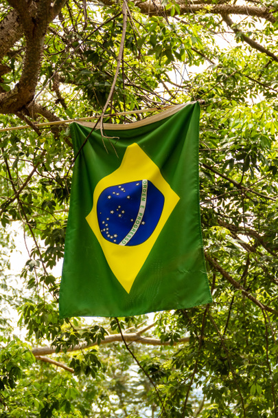 Bandera de Brasil. Bandera brasileña colgando de una rama de árbol. - Foto, Imagen