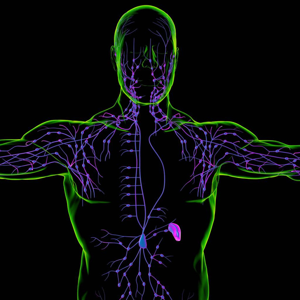 医療概念のためのヒトリンパ節解剖学3Dイラスト - 写真・画像