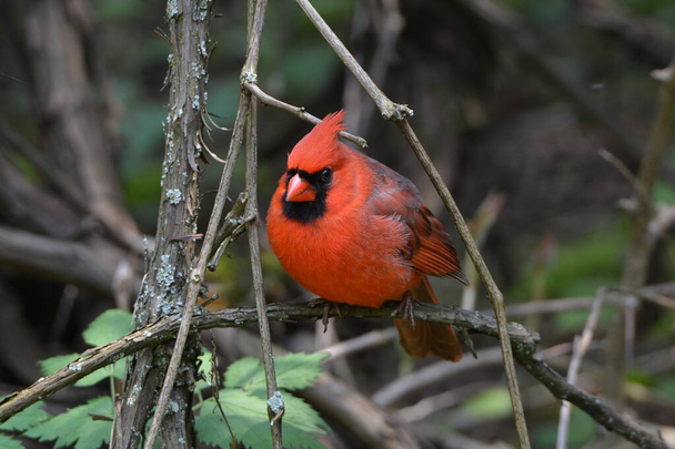 Cardinal nordique mâle oiseau - Photo, image
