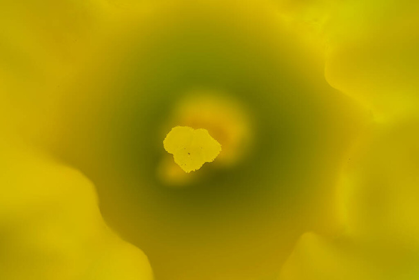 Beautiful macro view of corona and stigma of spring yellow daffodils (Narcissus), Dublin, Ireland. Soft and selective focus - Photo, Image