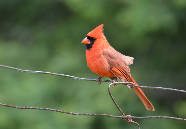 Uccello cardinale maschio settentrionale - Foto, immagini