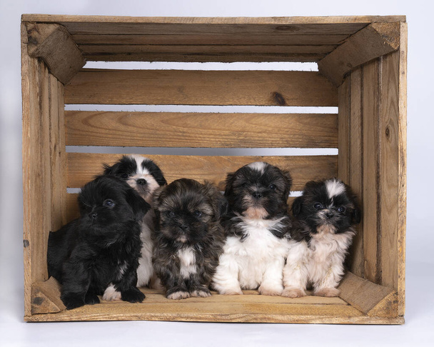 una familia de 5 semanas shih tzu cachorros sentados juntos en una caja de madera - Foto, Imagen